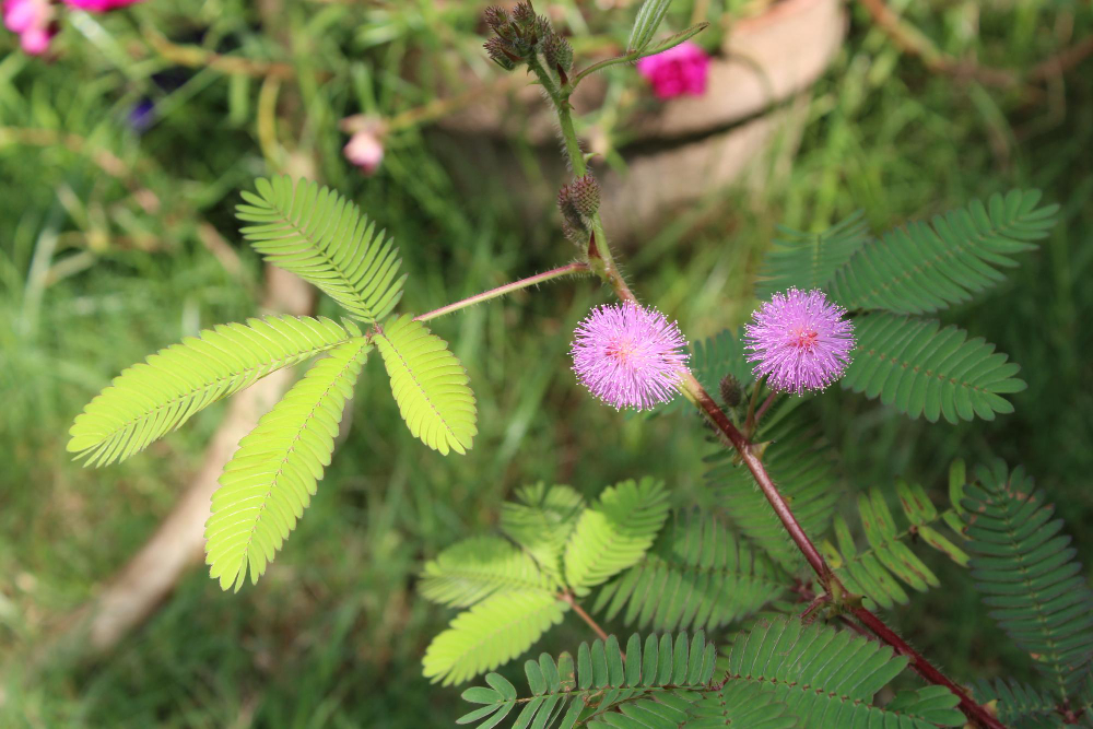 Mimosa Hostilis Vs. Mimosa Pudica: What's The Difference?